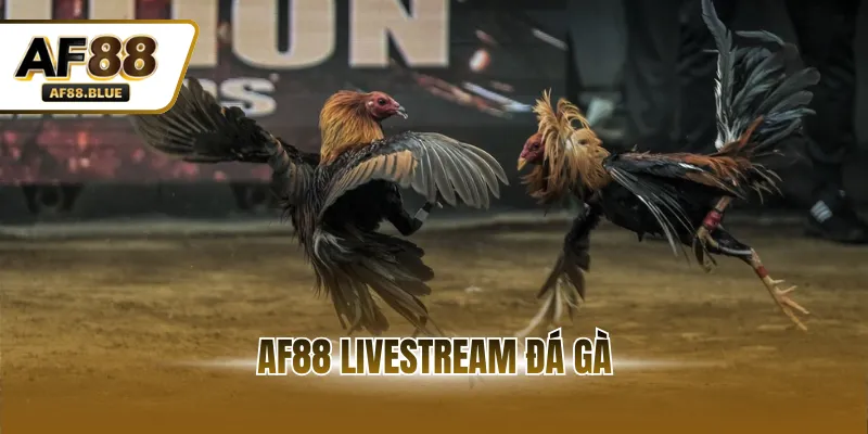 AF88 Livestream Đá Gà - Miễn Phí, Mượt Mà, Không Giật Lag