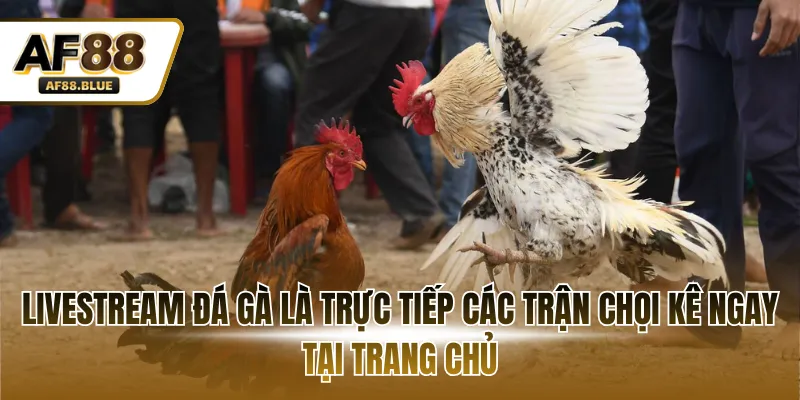 Livestream đá gà là trực tiếp các trận chọi kê ngay tại trang chủ